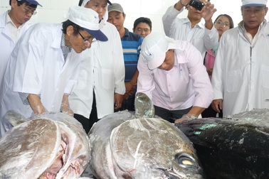 7 con cá ngừ đại dương lên máy bay qua Nhật Bản