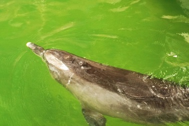 Cá heo “bơi lạc” đang được chăm sóc như thế nào?