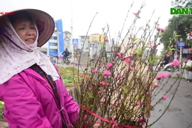 Đào xuống phố sớm, Hà Nội đã rộn rã sắc xuân