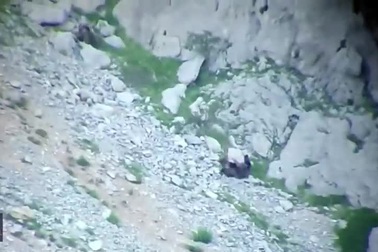 Gấu mẹ "tử chiến" đến cùng với gấu đực nặng hơn 200kg để bảo vệ con