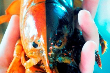 Bắt được tôm hùm 2 màu cực hiếm