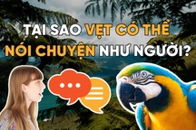 Tại sao vẹt có thể nói chuyện như loài người?