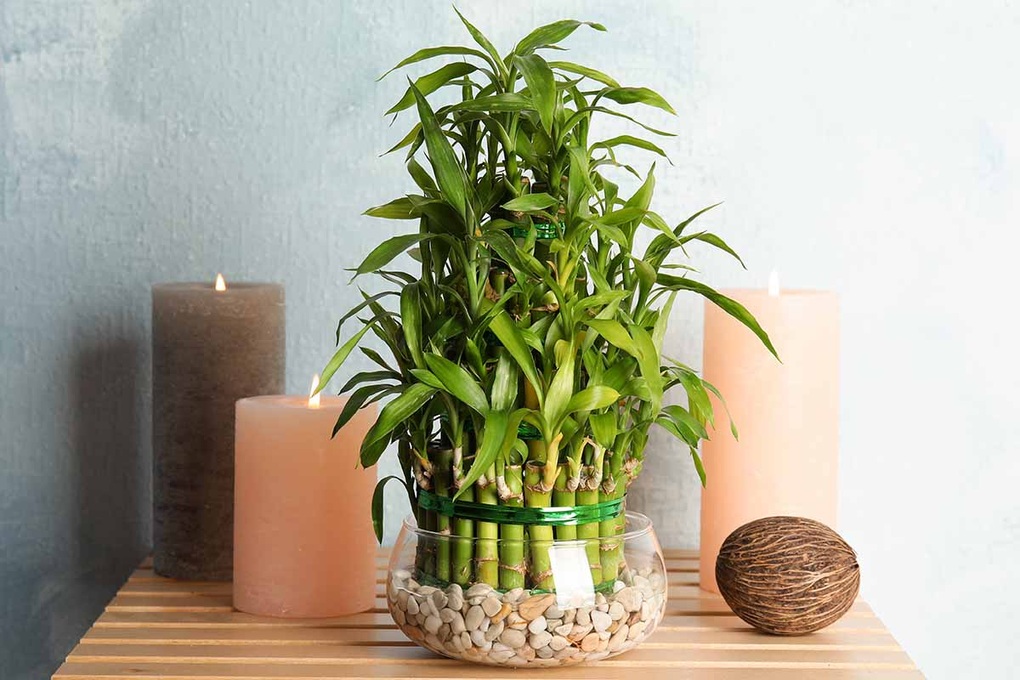 Chọn cây xanh chuẩn phong thủy để ngôi nhà luôn tràn sinh khí - 7 Chọn cây xanh chuẩn phong thủy để ngôi nhà luôn tràn sinh khí - 7