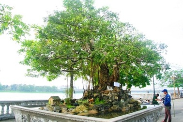 Mãn nhãn với hàng trăm cây cảnh khoe mình bên dòng Hương