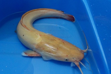 Hà Nội: Câu được cá trê “bạch tạng” ở sông Hồng