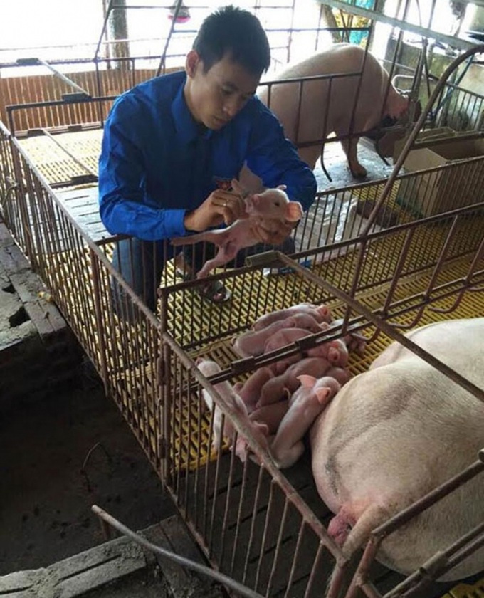 Mô hình nuôi lợn thương phẩm đạt hiệu quả kinh tế cao nhờ nguồn Vốn vay hỗ trợ tạo việc làm
