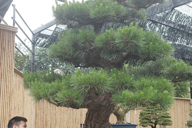 Doanh nhân Việt chi tiền tỷ mua “vua bonsai” từ Nhật về ngắm