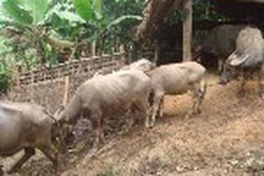 Trâu đổ dịch chết hàng loạt                                                    