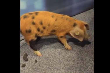 Truyền hình trực tuyến bị gián đoạn vì… lợn "phóng uế"