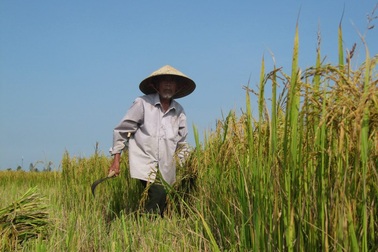 Cha ơi, quê mình gió Lào đã thổi chưa?