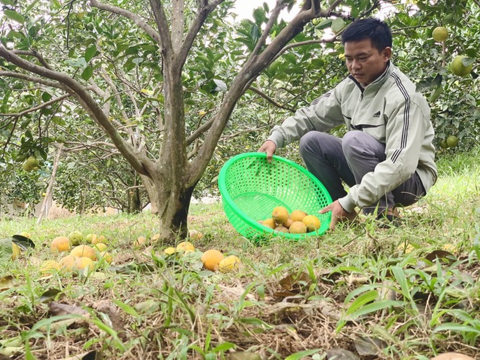 Người dân bất lực nhìn hàng chục tấn cam rụng tả tơi sau mưa lũ - 13 Người dân bất lực nhìn hàng chục tấn cam rụng tả tơi sau mưa lũ - 13