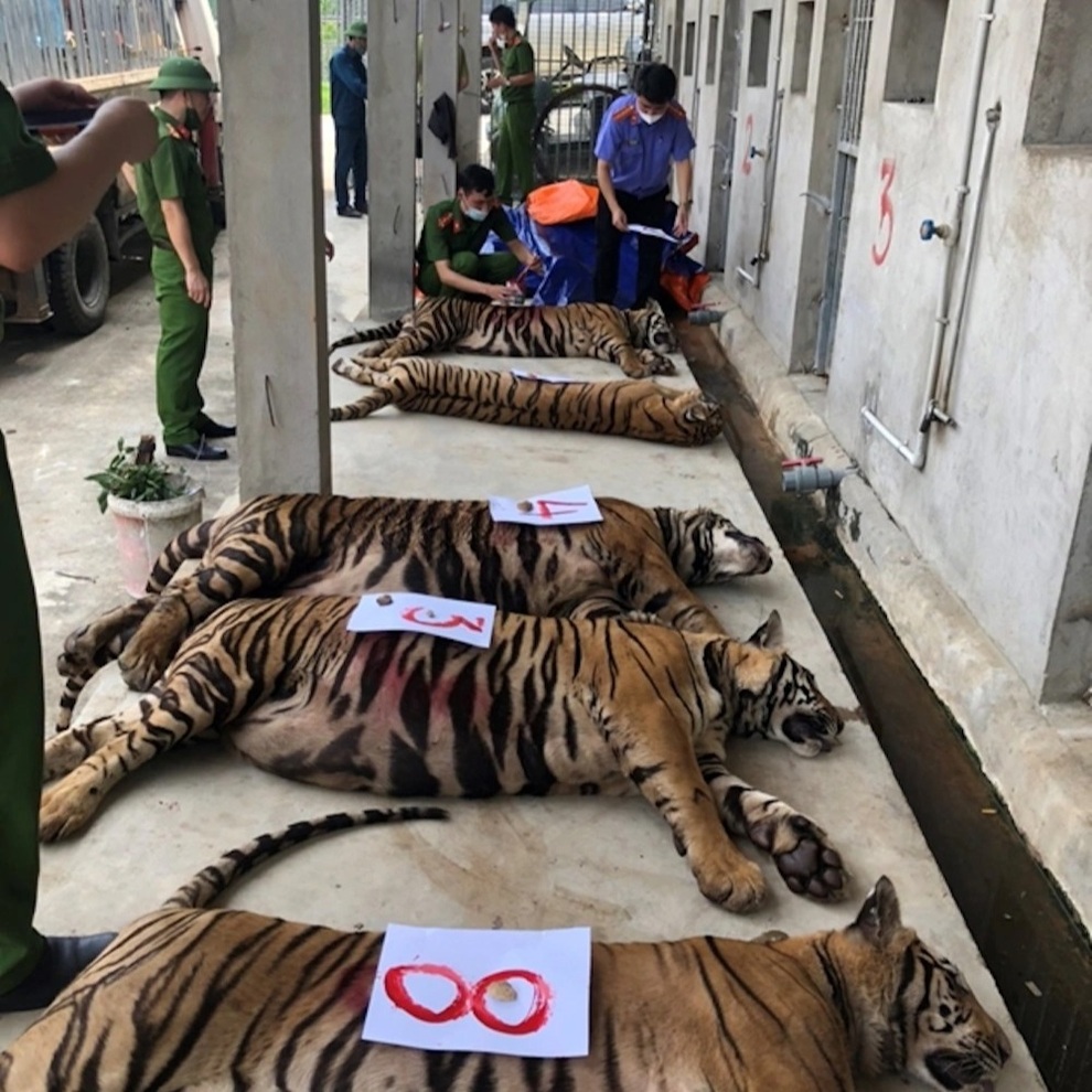 Vụ nuôi nhốt 17 con hổ ở Nghệ An: Khởi tố, bắt tạm giam chủ nhà - 2 Vụ nuôi nhốt 17 con hổ ở Nghệ An: Khởi tố, bắt tạm giam chủ nhà - 2