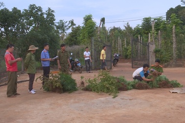 Hai chị em trồng gần 600 cây cần sa trong rẫy để… cho gà ăn phòng bệnh!