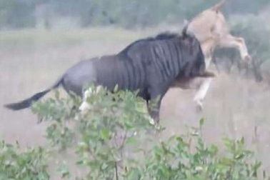 Khoảnh khắc linh dương đầu bò chiến đấu ngoan cường, thoát chết trước hàm sư tử