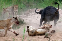 Kỳ tích trâu rừng tưởng chết bỗng bật dậy khiến bầy sư tử kinh hãi