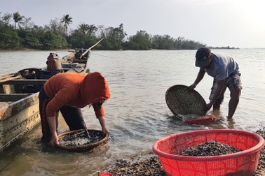 Gần Tết, người dân bắt "đặc sản đáy sông" kiếm 300-400 ngàn đồng/ngày