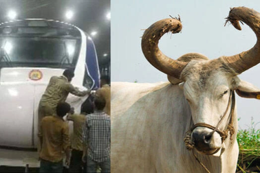 Cụ ông đi vệ sinh bên đường ray bị con bò rơi trúng người, tử vong tại chỗ