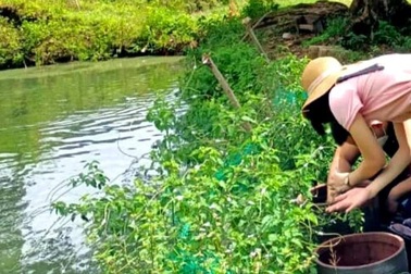 Ghi nhận 3 ca bệnh dương tính với virus Dengue