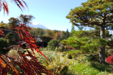 Mùa thu Nhật Bản rực rỡ qua lăng kính smartphone màn hình cong