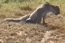 Tình cảnh bi thảm của báo hoa mai sau khi đụng độ với sư tử