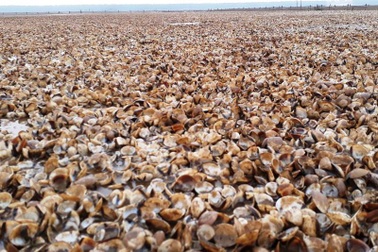 Kết luận nguyên nhân ngao chết hàng loạt tại Thanh Hóa