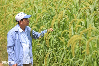 Nông dân Huế phấn khởi vì loại ngũ cốc "vàng"