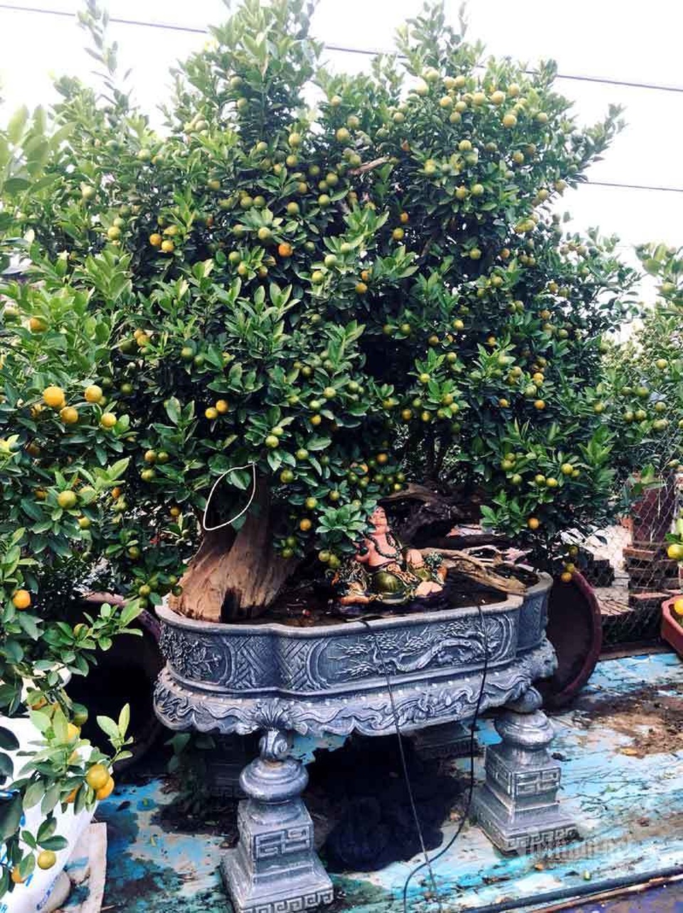 Thân cây xác khô đẻ trăm quả vàng, đại gia rút tiền mua chơi Tết sớm - 5 Thân cây xác khô đẻ trăm quả vàng, đại gia rút tiền mua chơi Tết sớm - 5