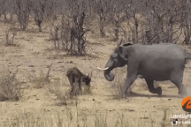 Trâu rừng xấu số gặp voi điên và cái kết dành cho kẻ mạnh