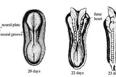 Dị tật ống thần kinh thai nhi và cách ngăn ngừa