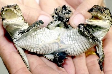 Chùm ảnh: Vương quốc những sinh vật "quái" nhất thế giới