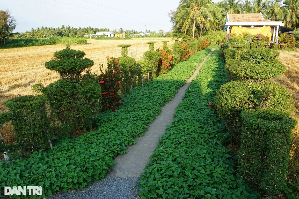 Hàng cây cảnh có một không hai khiến vạn người mê của lão nông miền Tây - 1 Hàng cây cảnh có một không hai khiến vạn người mê của lão nông miền Tây - 1