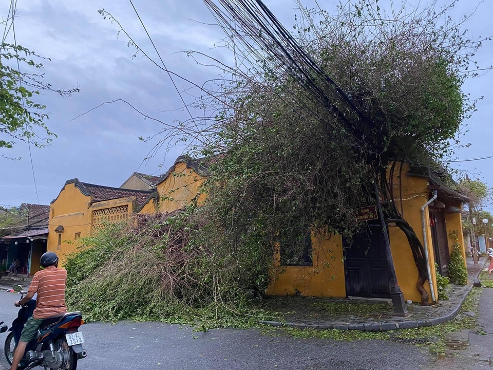 Giàn hoa giấy sống ảo ở Hội An trơ trụi sau bão - 1 Giàn hoa giấy sống ảo ở Hội An trơ trụi sau bão - 1