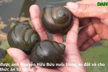 Anh nông dân nuôi ốc bươu đen, ăn khỏe lại đẻ ra tiền triệu