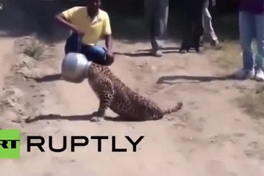 Báo hoang tham ăn bị kẹt đầu trong nồi