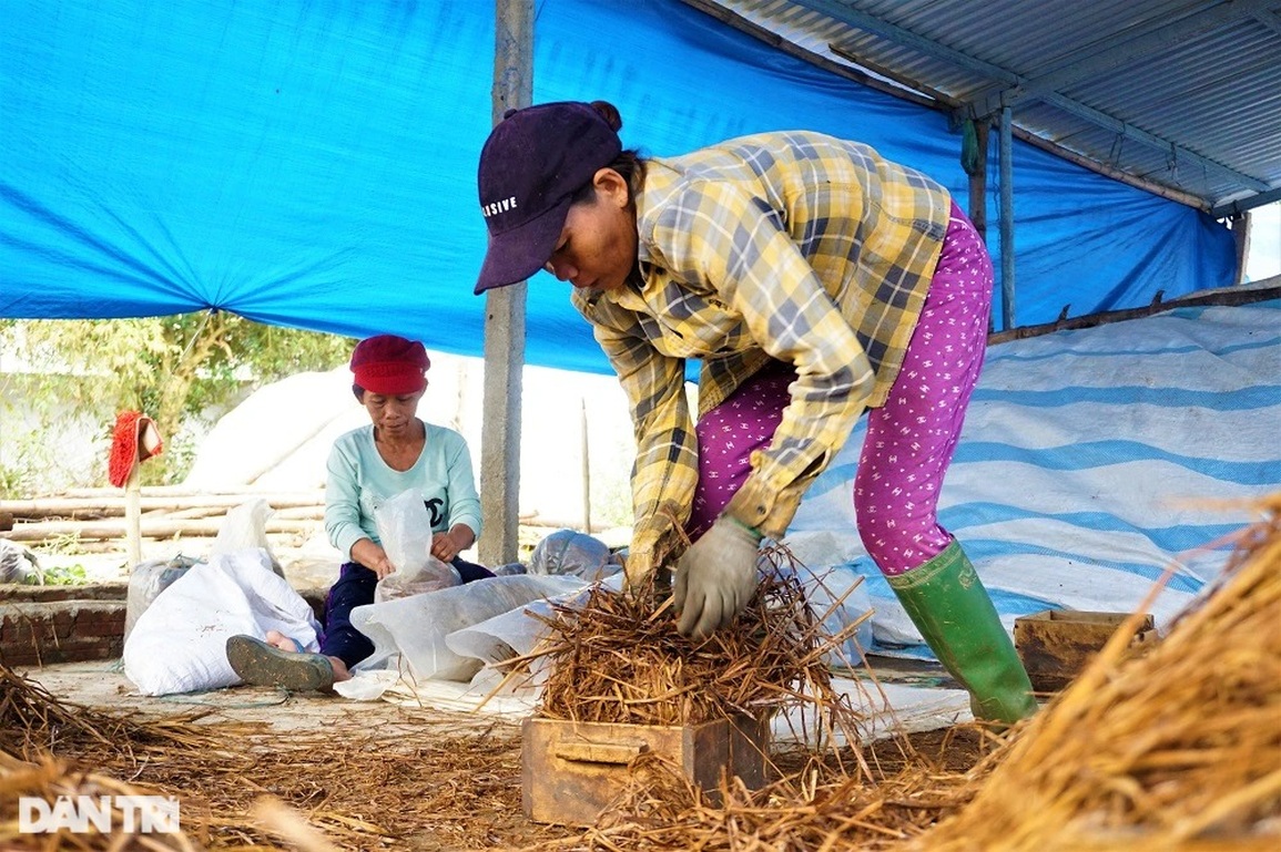 Cuối năm, nông dân lội nước, đạp rơm rạ thành tiền lo Tết - 13