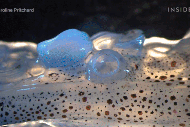 “Mãn nhãn” với những thước phim ấn tượng nhất về thế giới tí hon