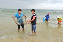 "Lộc biển" tấp vào bờ, người dân vớt một lúc đã kiếm tiền triệu