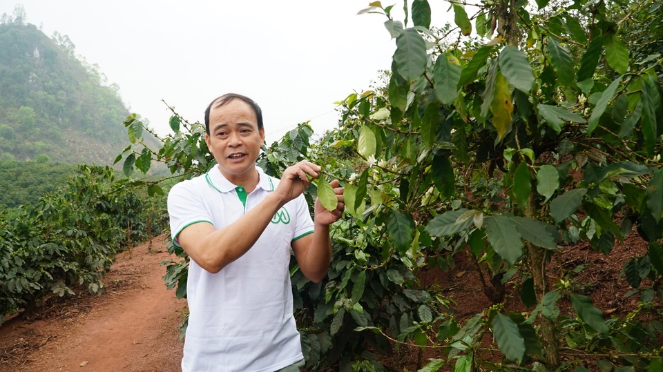 Người đàn ông bỏ phố về quê, dành trọn tình yêu cho hạt cà phê Sơn La - 1 Người đàn ông bỏ phố về quê, dành trọn tình yêu cho hạt cà phê Sơn La - 1