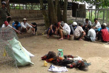 Phá tụ điểm đá gà lắc tài xỉu bắt giữ 15 đối tượng