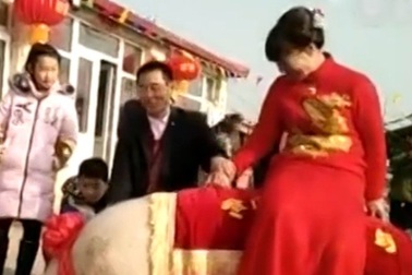 Cô dâu cưỡi lợn khổng lồ về nhà chồng