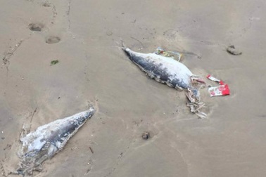 Cá chết ở Kỳ Anh có thể do đánh mìn?