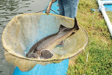 Nuôi cá ngàn đô ở Kon Plông