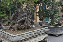 "Kỳ hoa dị thảo" dồn dập đổ về Hà Nội, dân chơi cây cảnh phát sốt