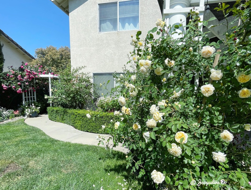 Ngắm vườn ngàn gốc hoa khoe sắc quanh năm của mẹ Việt ở Mỹ - 1