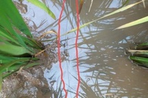 Bẫy chuột bằng điện làm chết người, nghi phạm bị tạm giữ