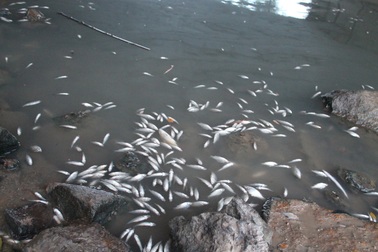 Cá chết nổi trắng sông Bàu Giang