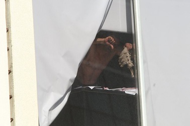 Bắt cóc con tin tại toà án Sydney