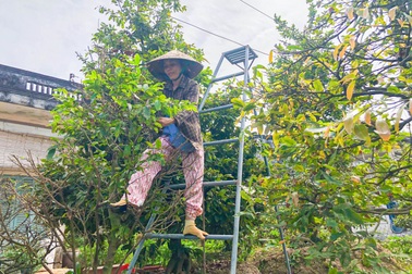 Làng mai lớn nhất miền Tây trầm lắng lạ thường những ngày giáp Tết
