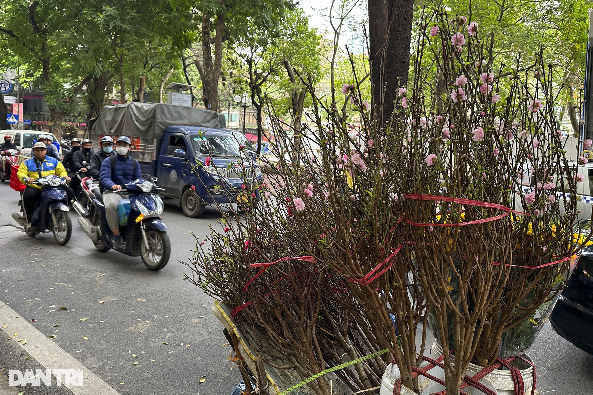 Hoa đào xuống phố báo hiệu xuân đang về - 3 Hoa đào xuống phố báo hiệu xuân đang về - 3