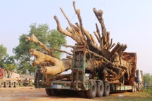 3 cây “quái thú” chuẩn bị rời Huế